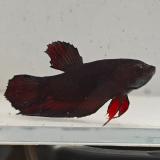 betta splendens man