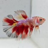 betta splendens man