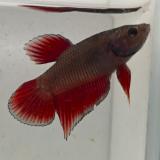 betta splendens man