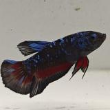 betta splendens man
