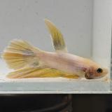 betta splendens man