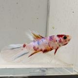 betta splendens man