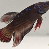 betta splendens man