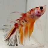 betta splendens man