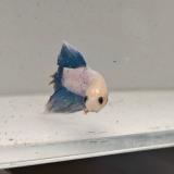 betta splendens man