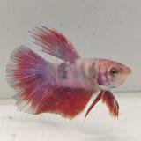betta splendens man