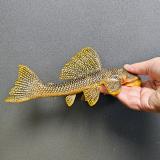 L-253 Scobiancistrus sp
