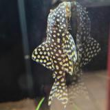 L368 scobiancistrus pariolispos