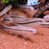 Apareiodon machristi