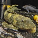 L-133 scobiancistrus pariolispon 
