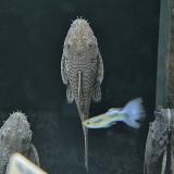Ancistrus damasceni