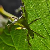 Phyllium philippinicum
