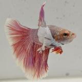 betta splendens man