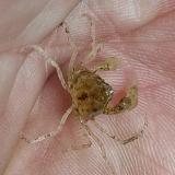 Neorhynchoplax prima