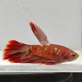 betta splendens man