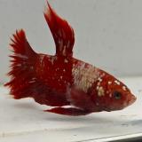 betta splendens man