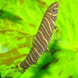 botia striata