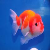 Ranchu rood/wit