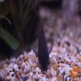 Corydoras aeneus black