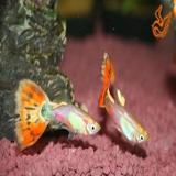 lebistes reticulatus (rood/multicolor)