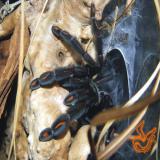 Psalmopoeus irminia