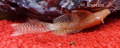 Ancistrus cf. cirrhosus (lonfin albino)
