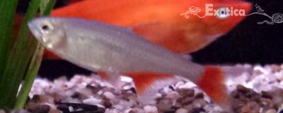 Aphyocharax anisitsi