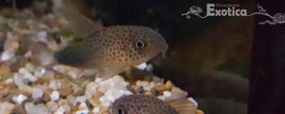 Corydoras similis