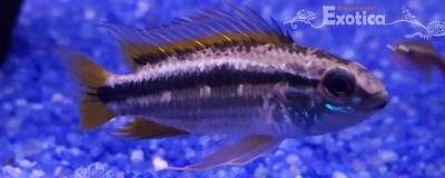 Apistogramma bitaeniata