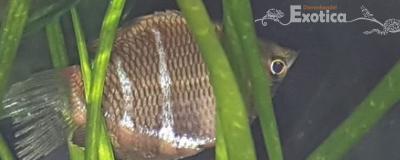 Sphaerichthys osphromenoides