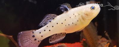 Stigmatogobius sadanundio vrouw