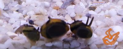 Clithon brenspinas diadema