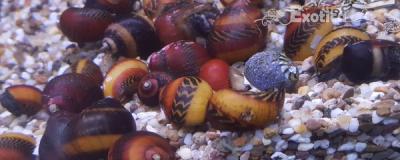 Neritina vittina waigiensis