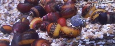 Neritina vittina waigiensis
