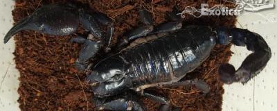 Heterometrus spinifer