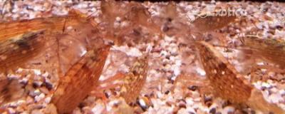 Atyopsis moluccensis