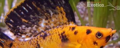 Molly velifera sunburst man