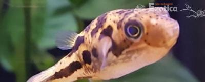 Tetraodon travancorius