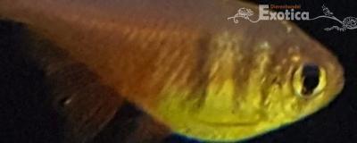 Hyphessobr. flammeus