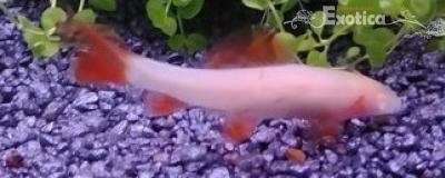 Labeo frenatus albino