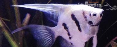 Pterophyllum scalare koi