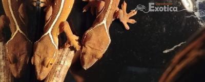 Gecko vittatus