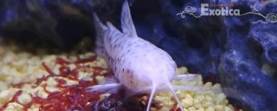 Hoplosternum thoracatum albino