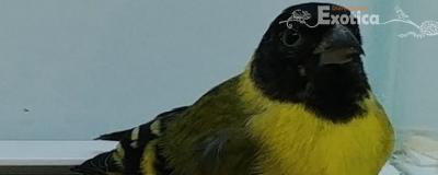 Carduelis notata