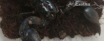 Heterometrus cyaneus