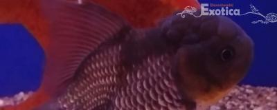oranda blue