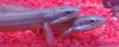 Polypterus senegalensis