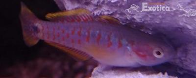 Tateurdina ocellicauda