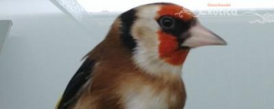 Carduelis carduelis