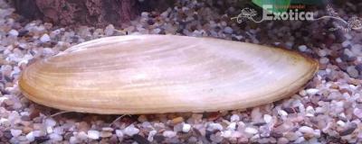 Pilsbryoconcha exilis
